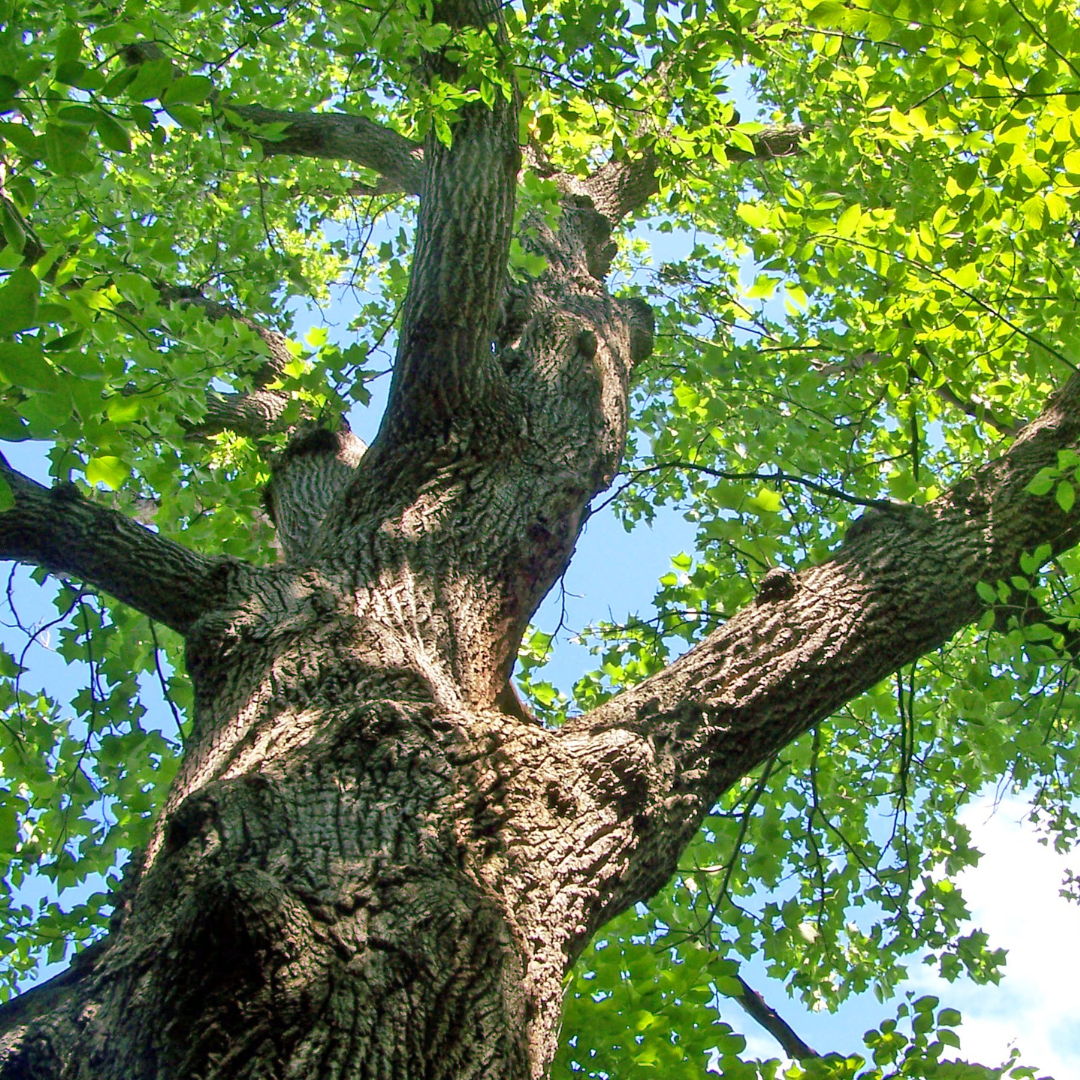 Mature live oak tree thriving in Cleburne, Texas.