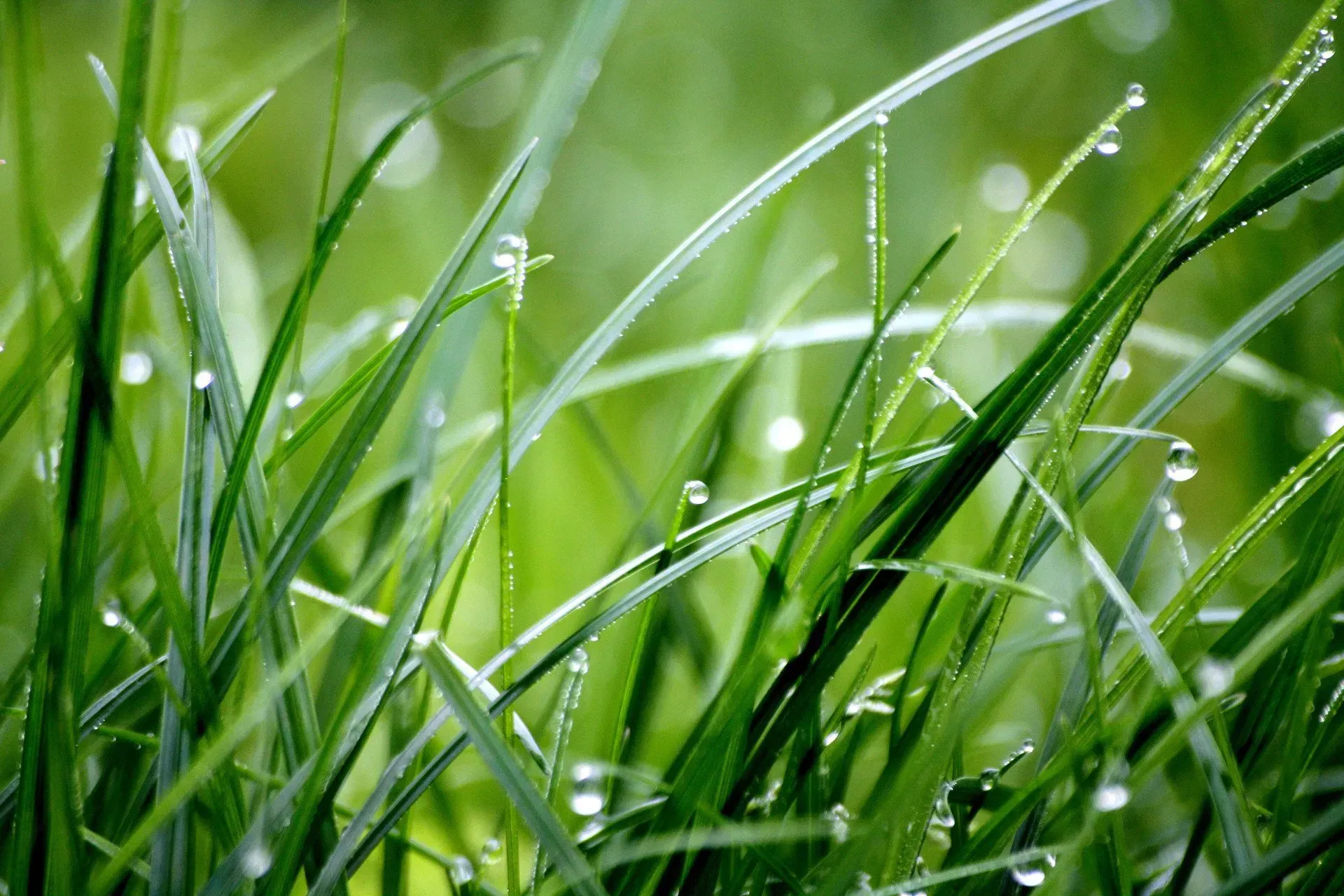 A close up of green grass with water drops on it A close up of green grass with water drops on it