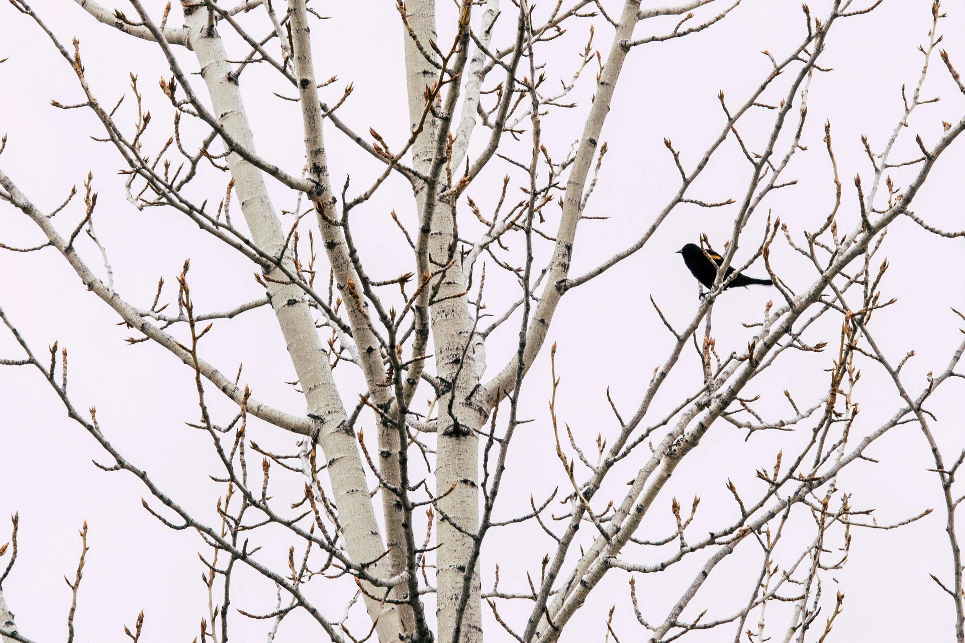 A bird perches on bare branches of a tall tree against a light sky.