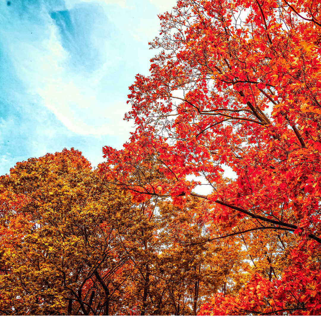 Texas red oak tree showing red fall color in Johnson County.