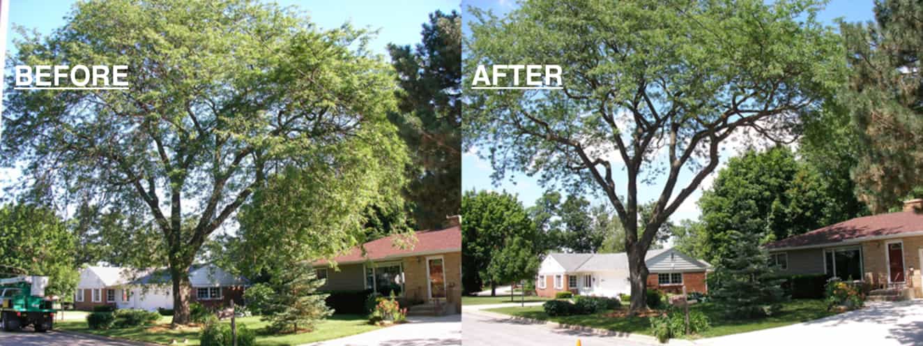 A depiction of an untrimmed oak tree (before), and a depiction of a trimmed oak tree (after).