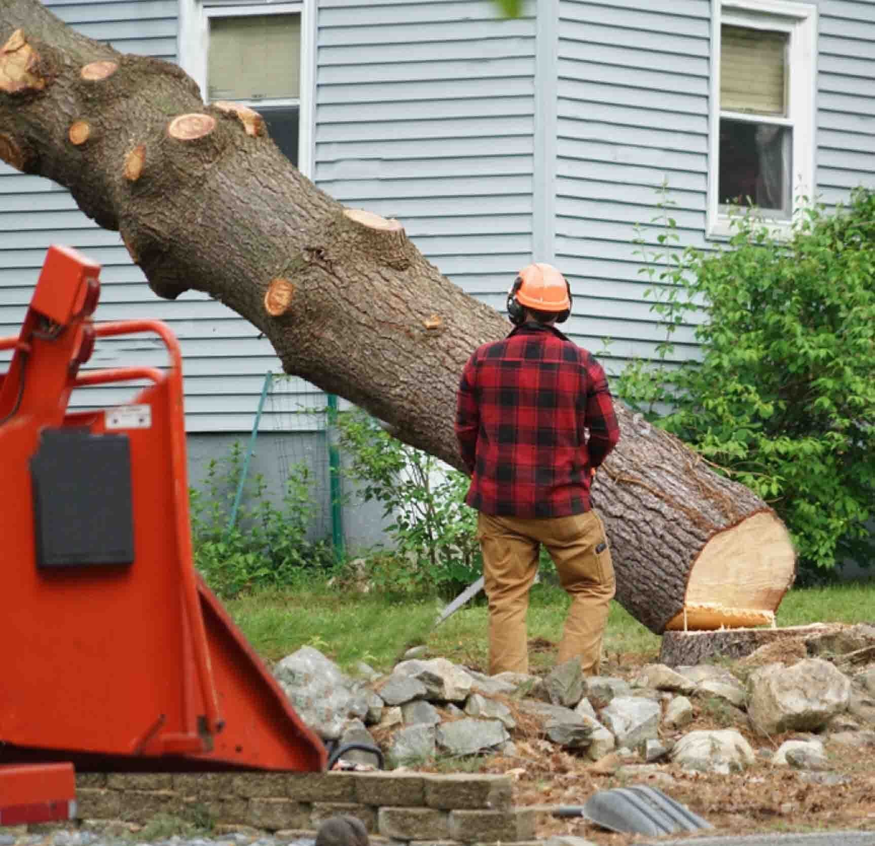 Man in a lumberjack sweater, brown pants, and safety helmet holding a chainsaw.  A tree is in mid fall alongside a blue house.  A red wood chipper is on the far left assist with tree removal.