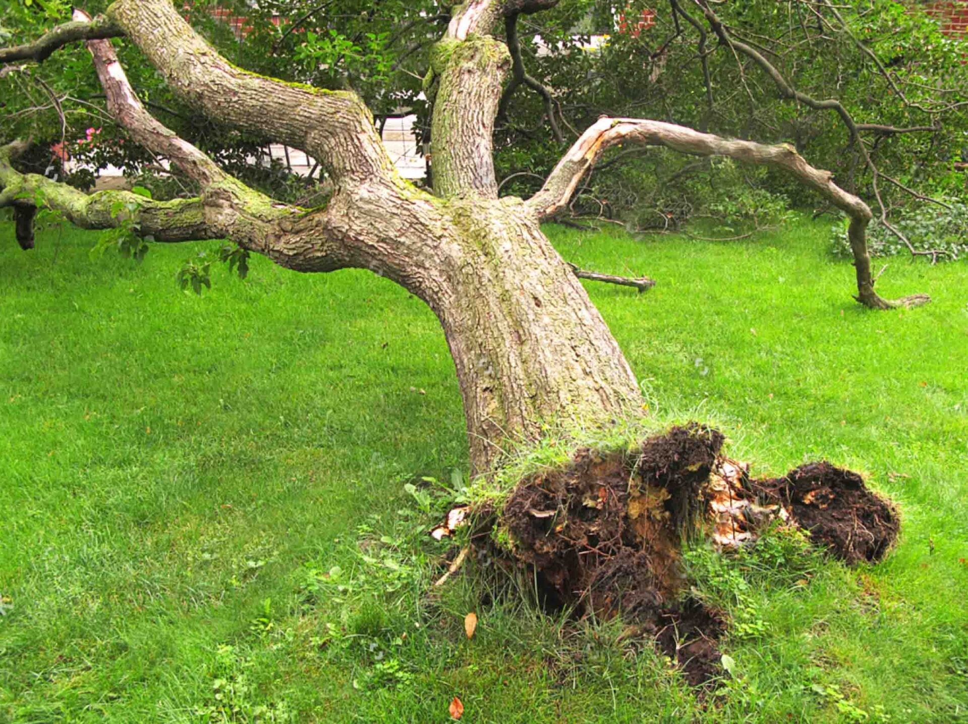 A strong fallen tree in the middle of a landscape with roots exposed.  The long thick branches are supporting its weight as it lies slightly suspended.