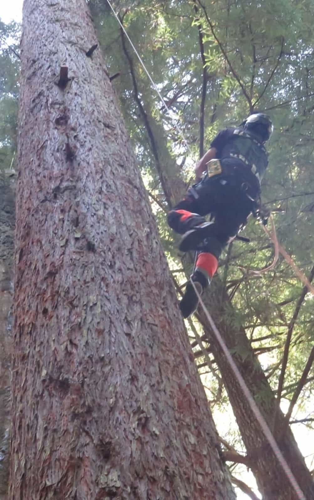 Arborists scaling a tall tree to complete a pruning job