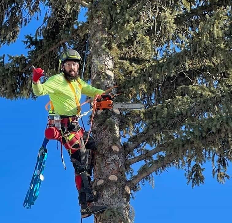 Tree trimmer facing the camera up a pine tree with chain saw in one hand and making a shaka gesture with his other hand