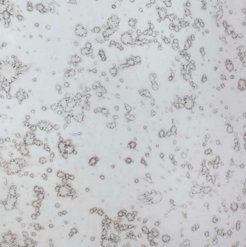 White speckled surface with irregular, dark-edged shapes randomly dispersed.