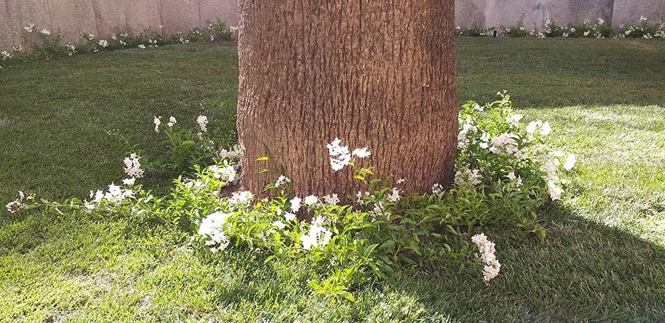 grande albero circondato da fiori