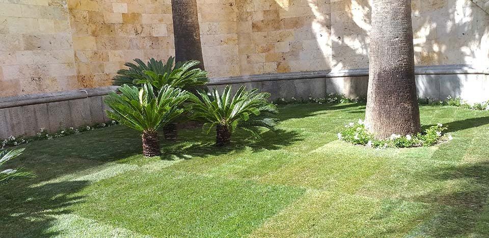 giardino con palme nane