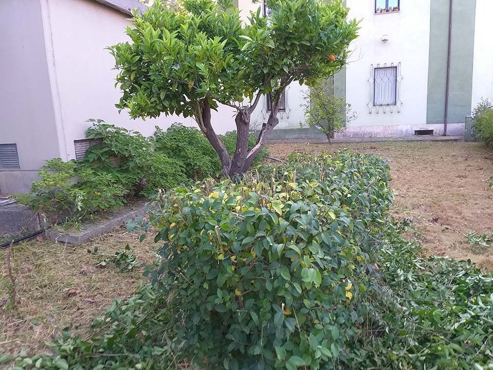 alberelli da giardino