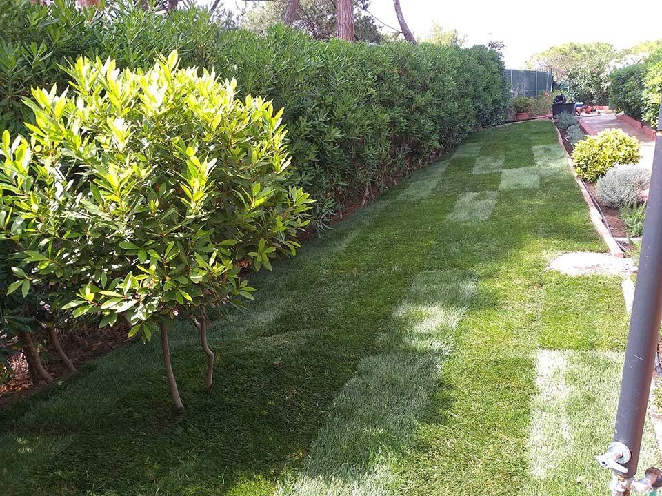 giardino con alberi e prato