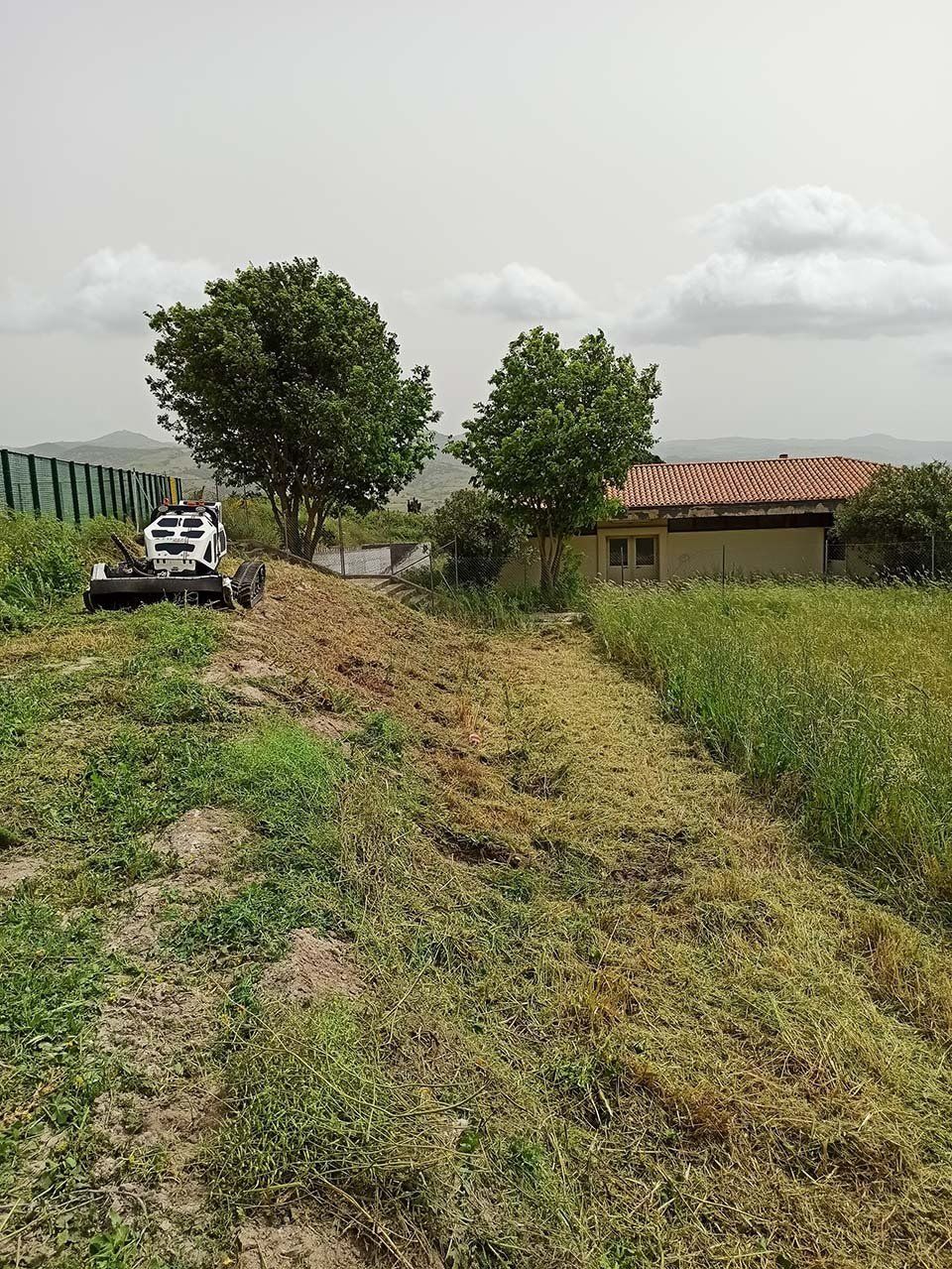 potatura alberi di alto fusto