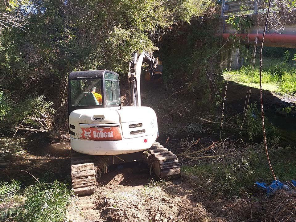 potatura arbusti selvatici