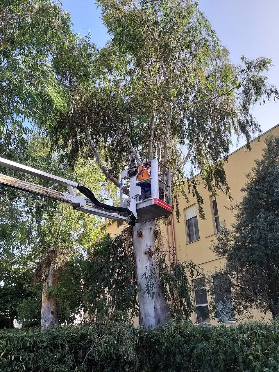 gru con cestello per potatura albero