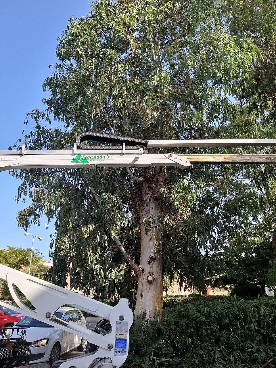 potatura albero di alto fusto