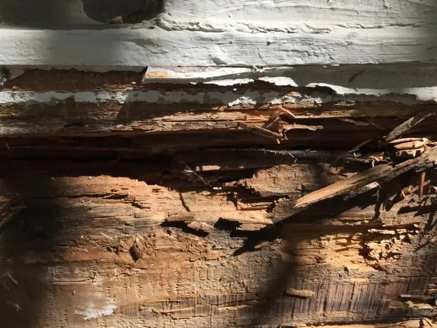 A close up of a piece of wood that has been eaten by termites