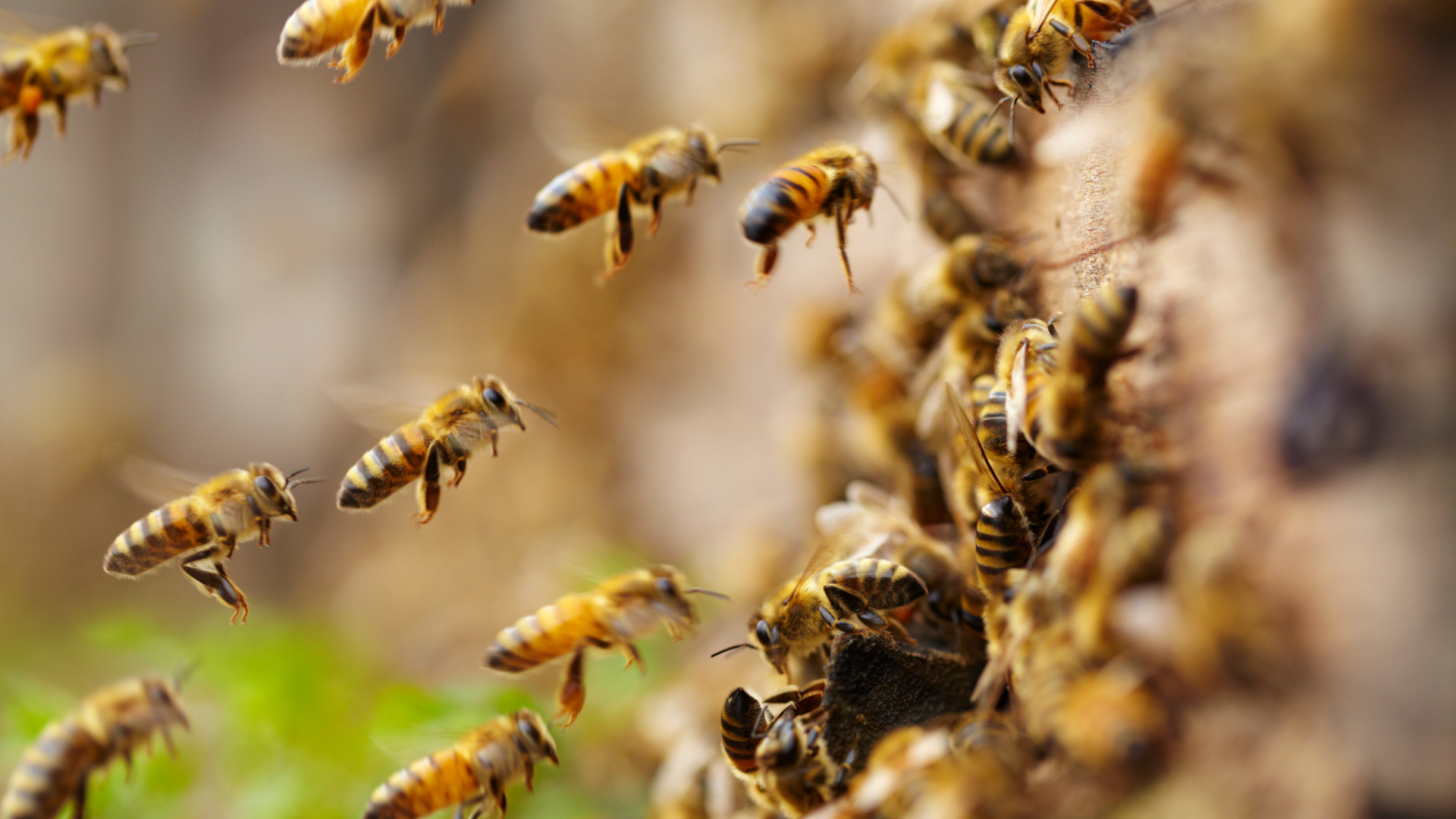 A group of bees are flying around a beehive.