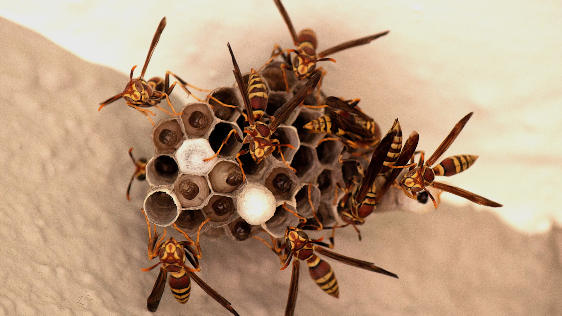 A close up of a wasp nest on a wall.