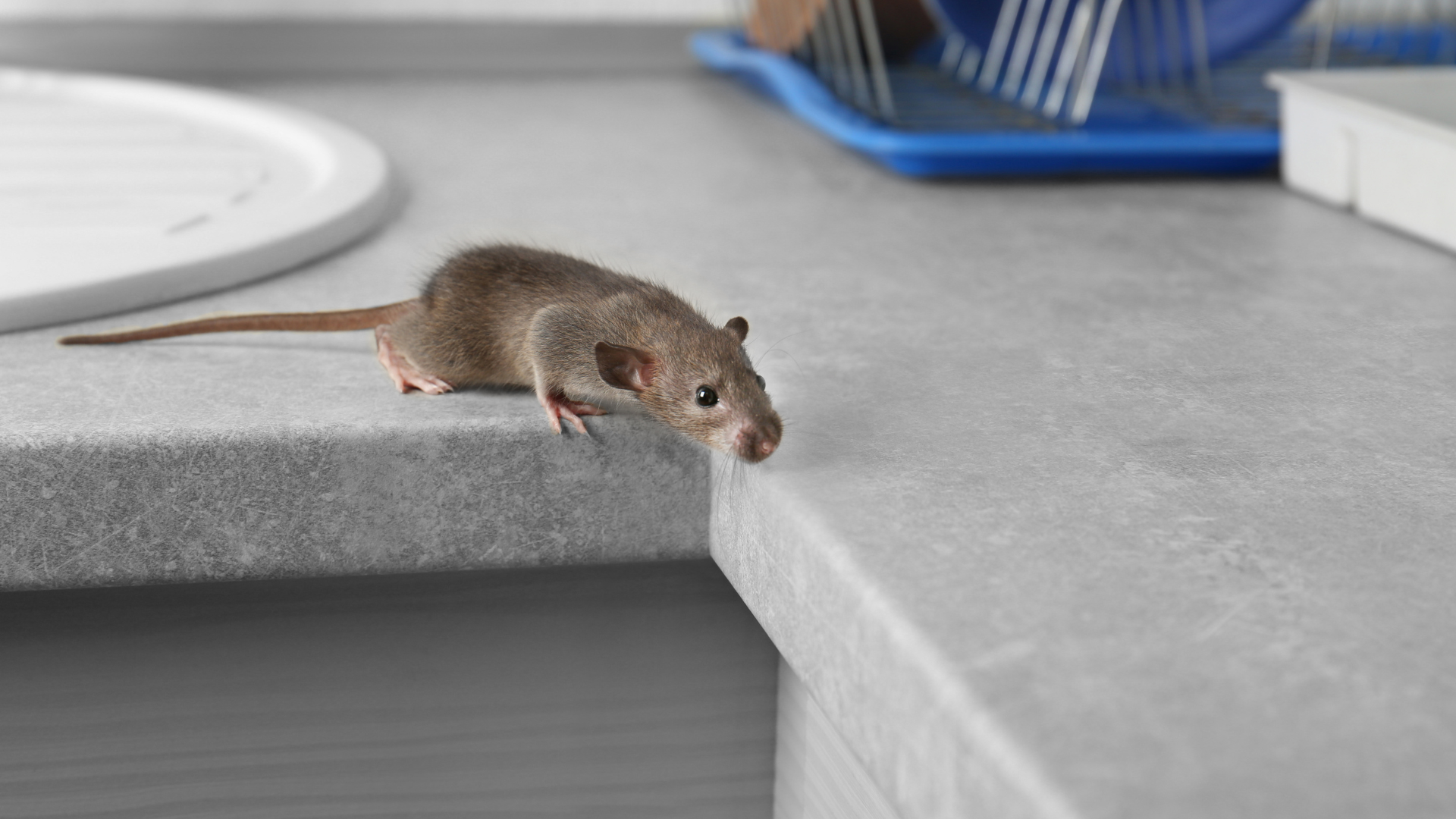 A mouse is sitting on the edge of a counter.