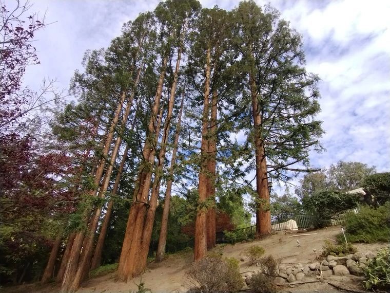 Emergency Tree Service Walnut Creek San Francisco Bay Area