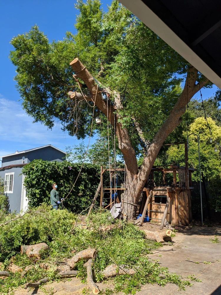 Emergency Tree Service Walnut Creek San Francisco Bay Area