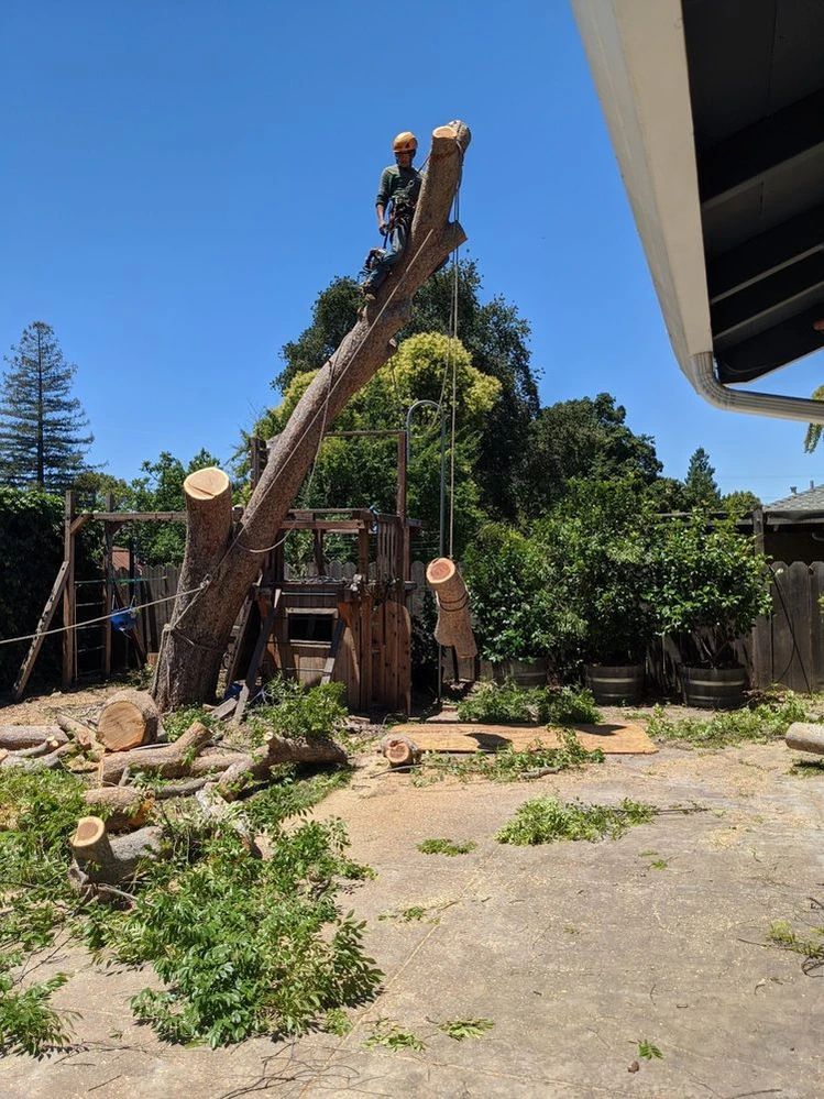 Emergency Tree Service Walnut Creek San Francisco Bay Area