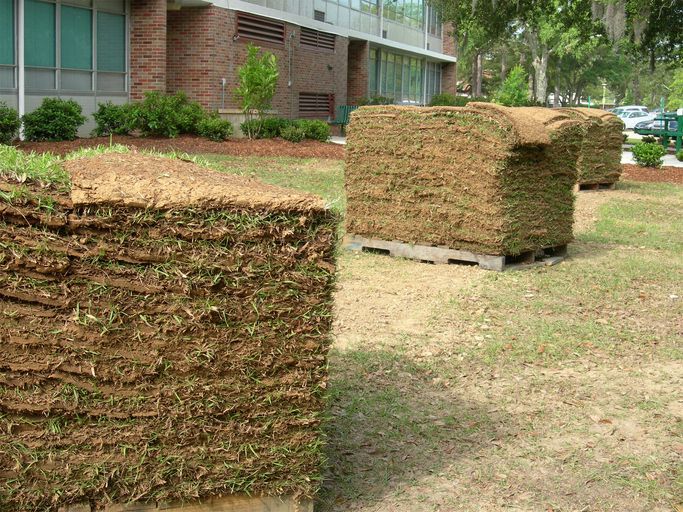 A house with a lush green lawn and flowers in front of it.
