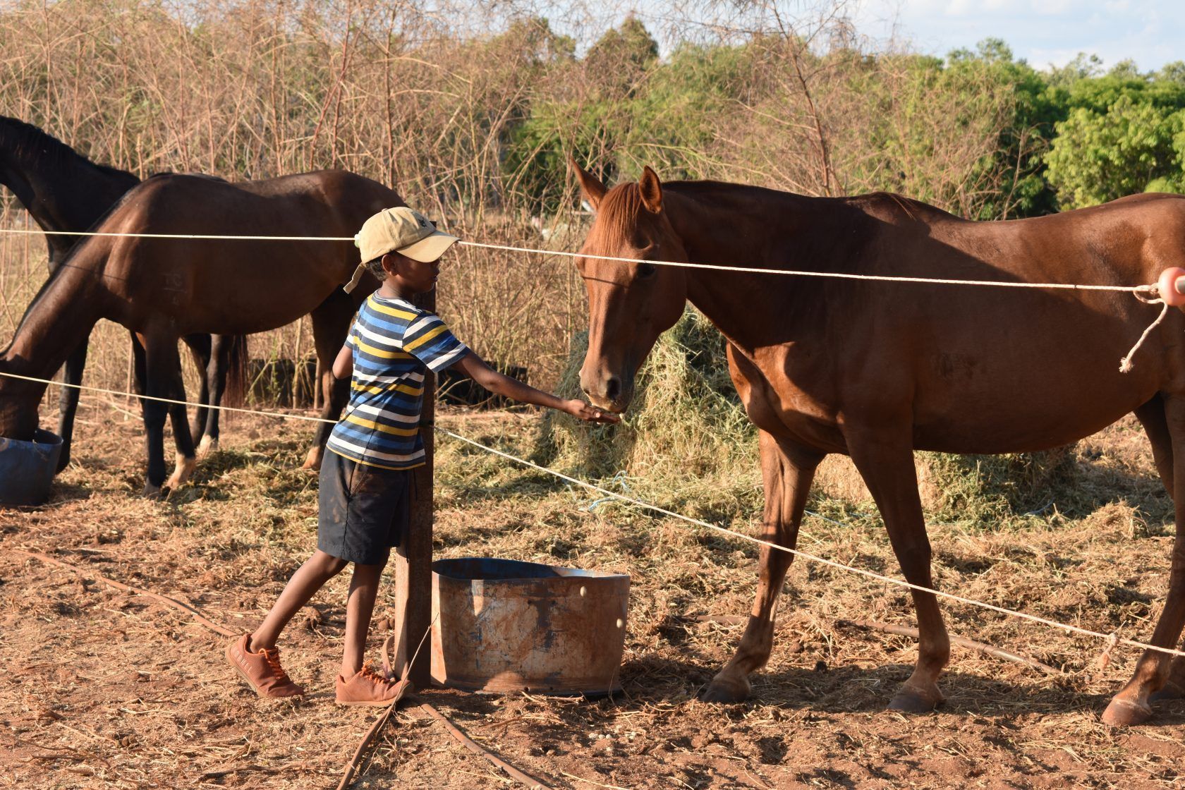A boy feeding a horse from a bucket in a field