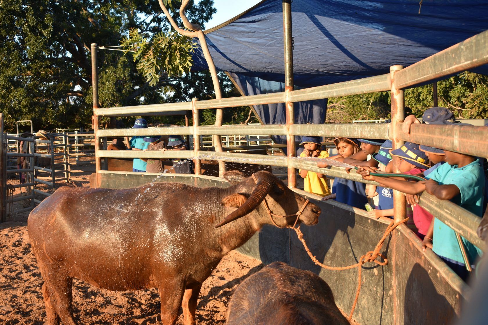 A group of children are standing behind a fence looking at a water buffalo.