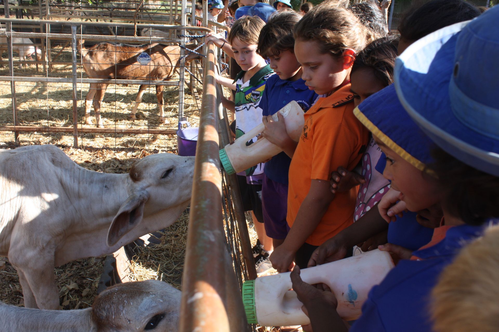 A group of children are feeding a cow from a bottle