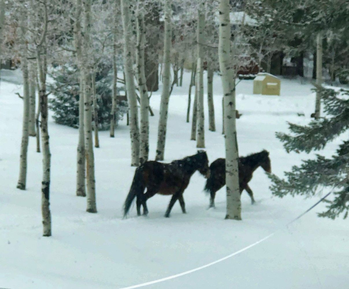 Two horses are walking through a snowy forest