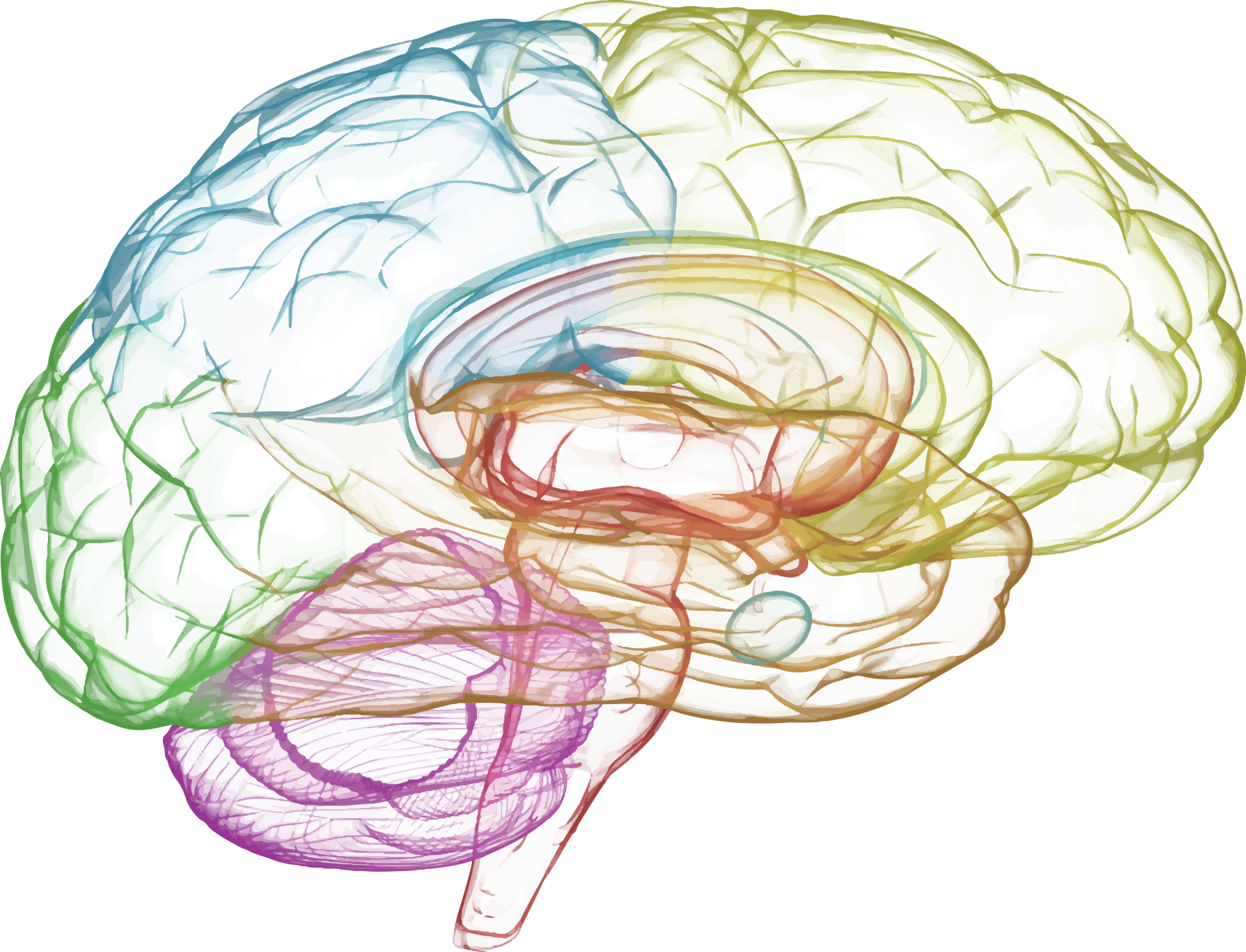 Brain 10. Нейроны мозга. Лимбическая система. Гибкий мозг иллюстрация. Julia x Brain.