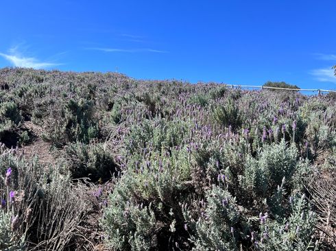 Lavandas no Brasil, Escola da lavanda