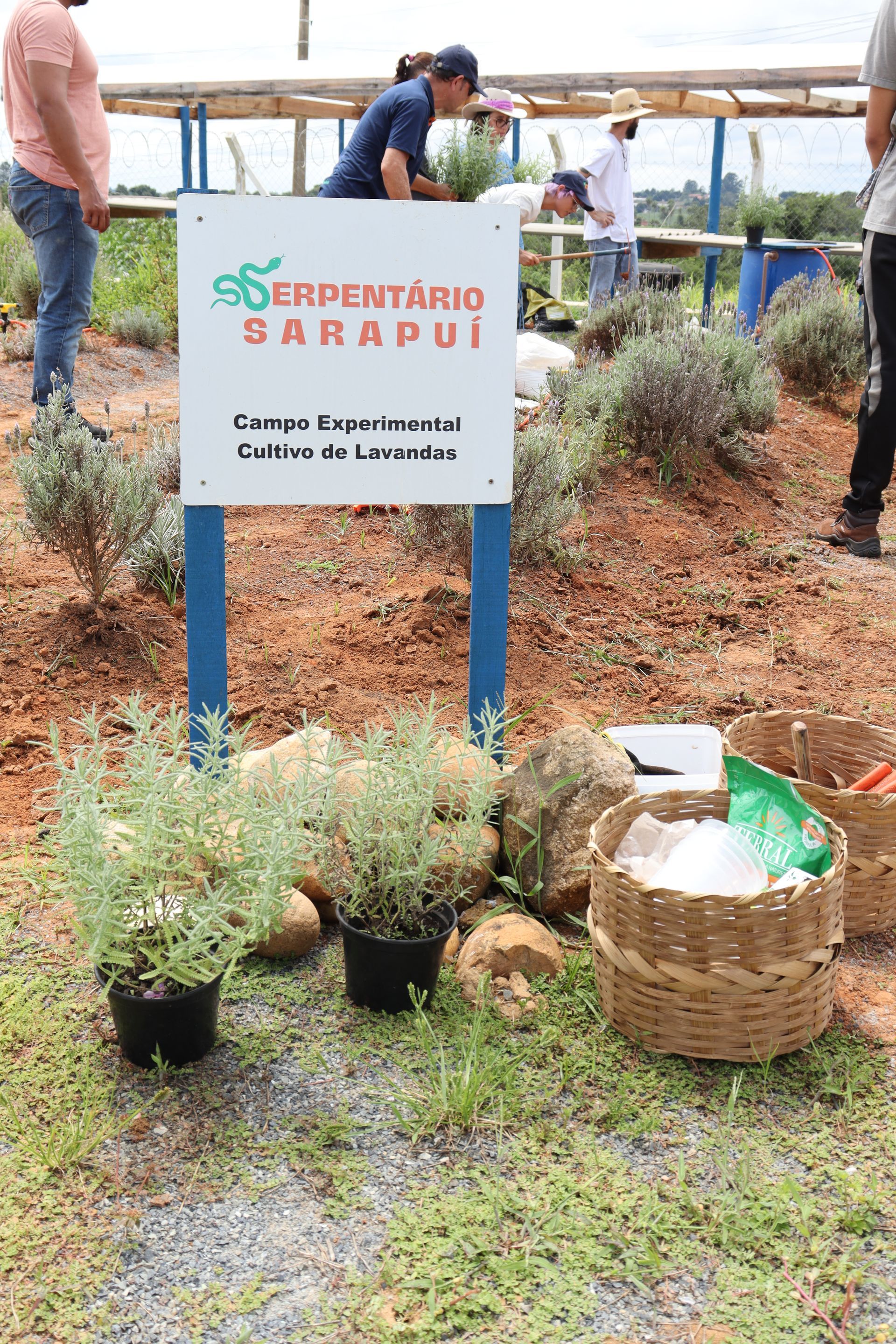 Cultivo experimental da escola das lavandas