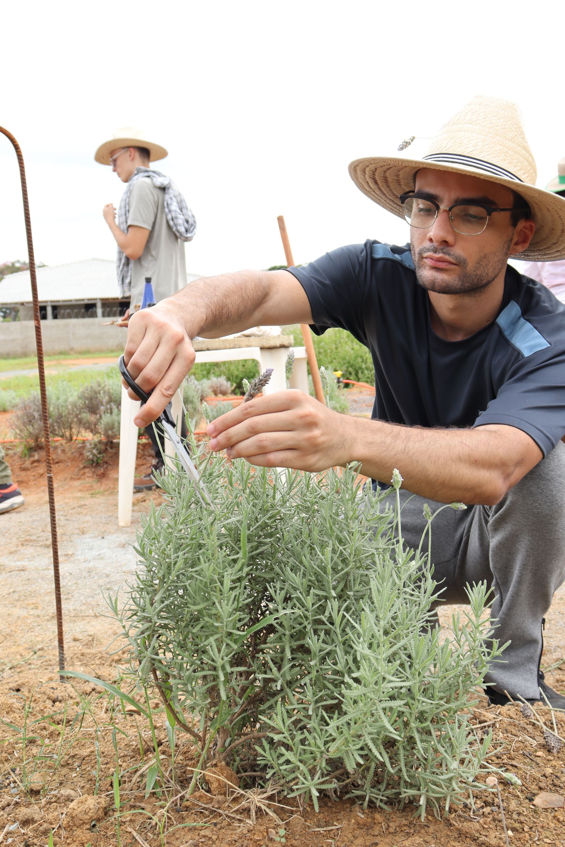 Aluno da escola da lavanda podando lavandas