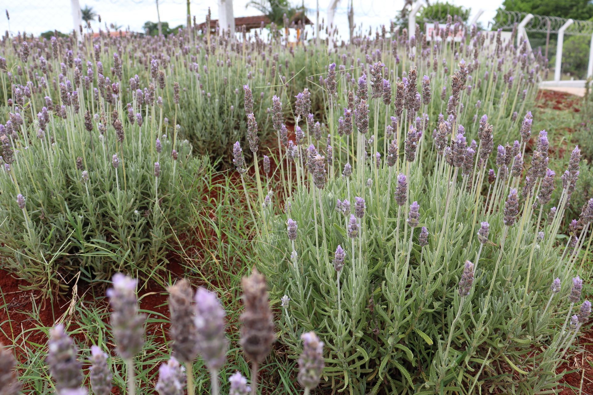 Um livro sobre lavanda está em frente a um arbusto