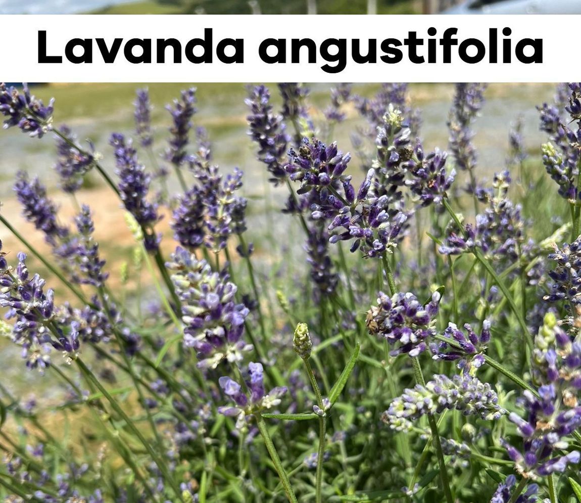 Um buquê de flores roxas com as palavras lavanda angustifolia acima delas