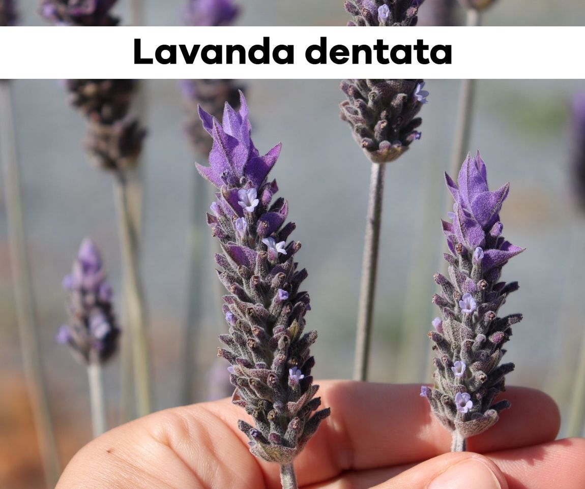 lavanda Uma pessoa está segurando flores roxas de lavanda na mão