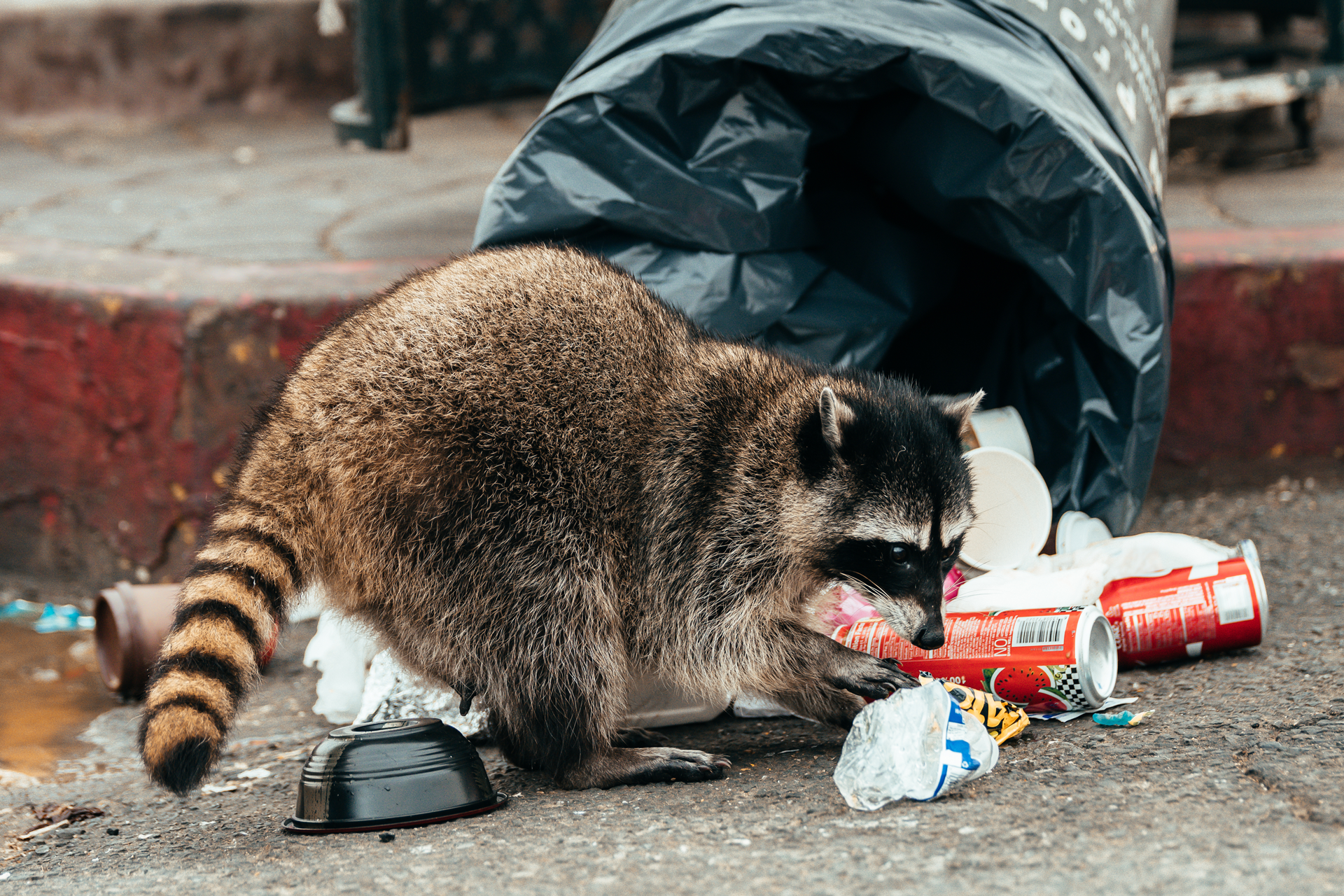 raccoon-trash
