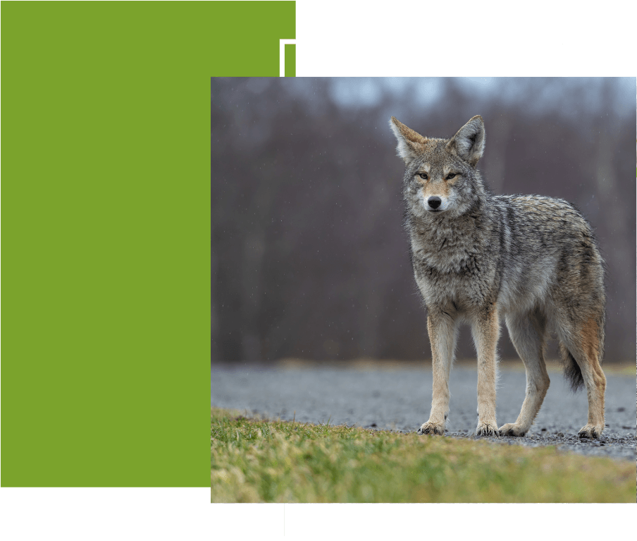 a coyote is standing on the side of a road .