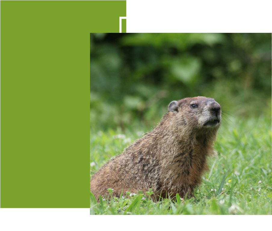 a groundhog is sitting in the grass looking at the camera .