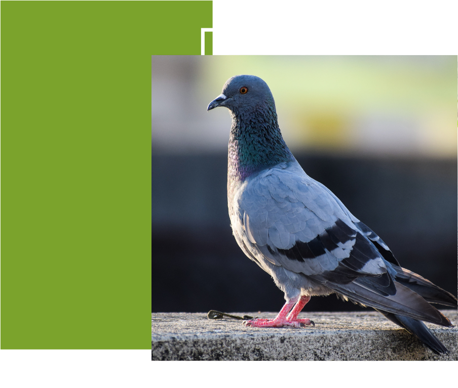 a pigeon is perched on a concrete wall .
