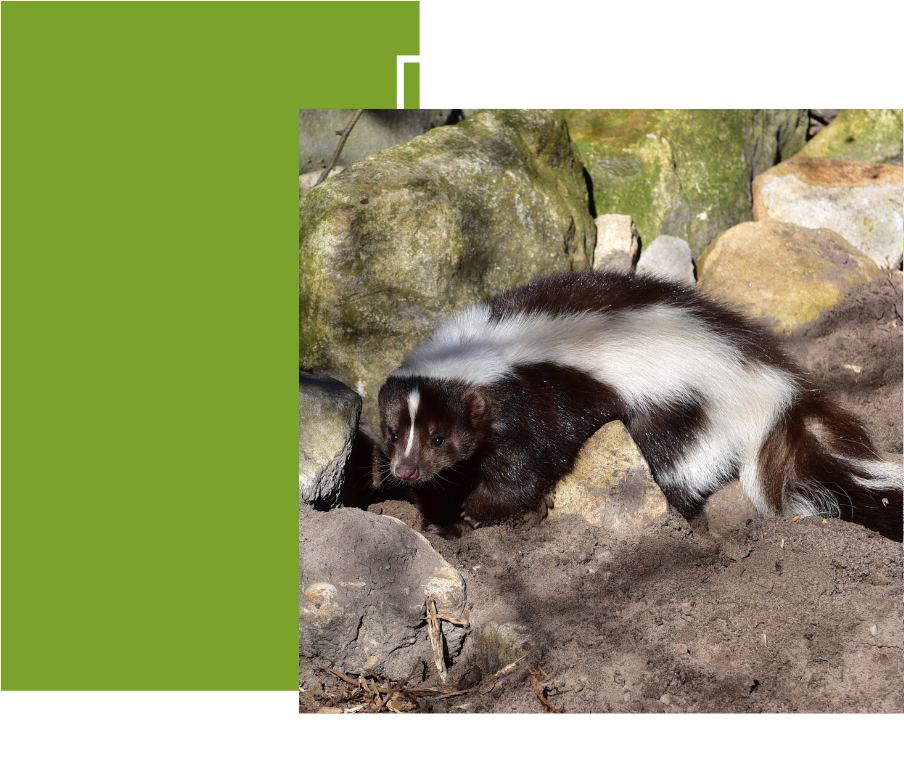 a black and white skunk is standing on a pile of rocks .