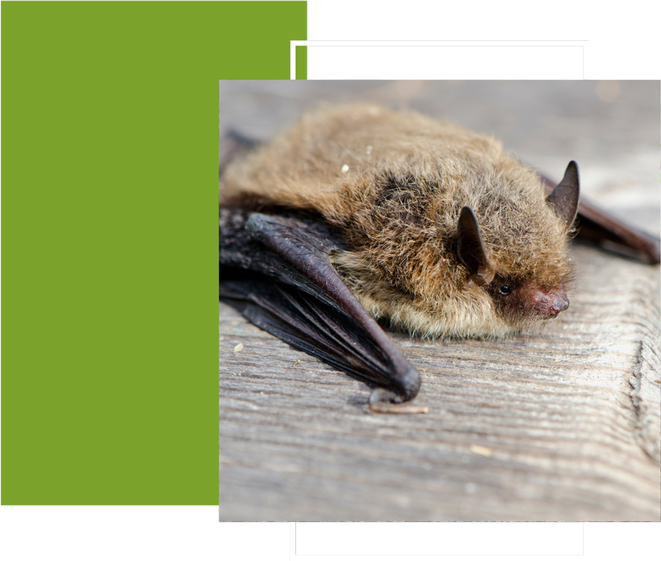 a bat is laying on a wooden surface .