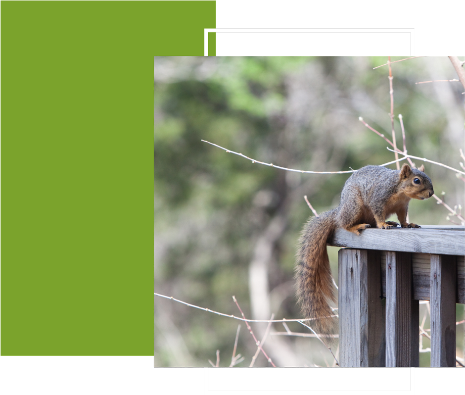 a squirrel sitting on top of a wooden railing