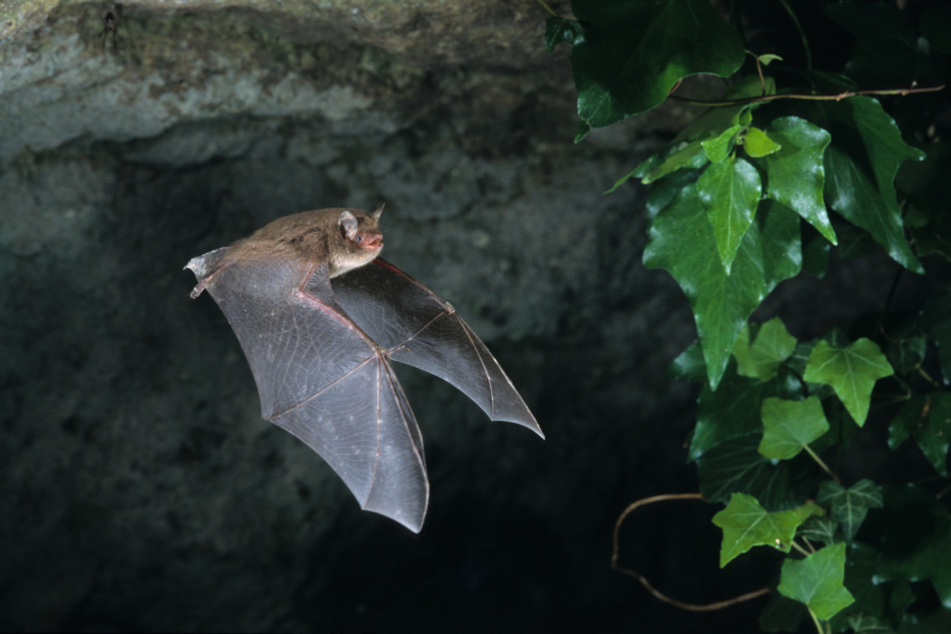 A bat is flying through the air in a cave.