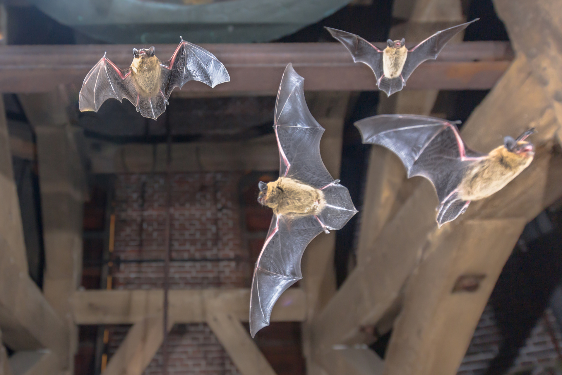 A group of bats are flying over a wooden structure