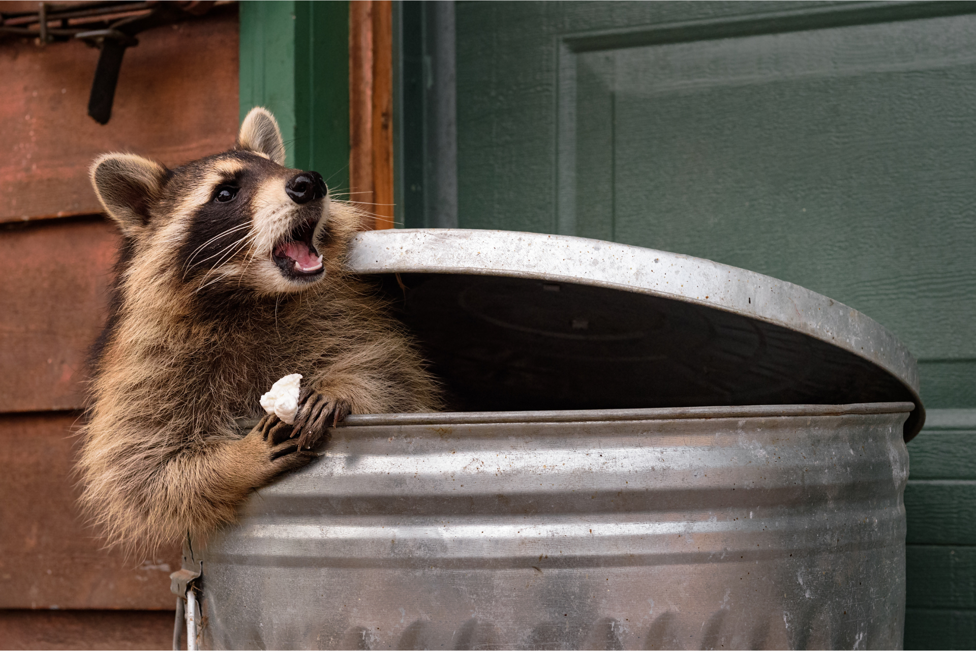 A raccoon is sticking its head out of a trash can.