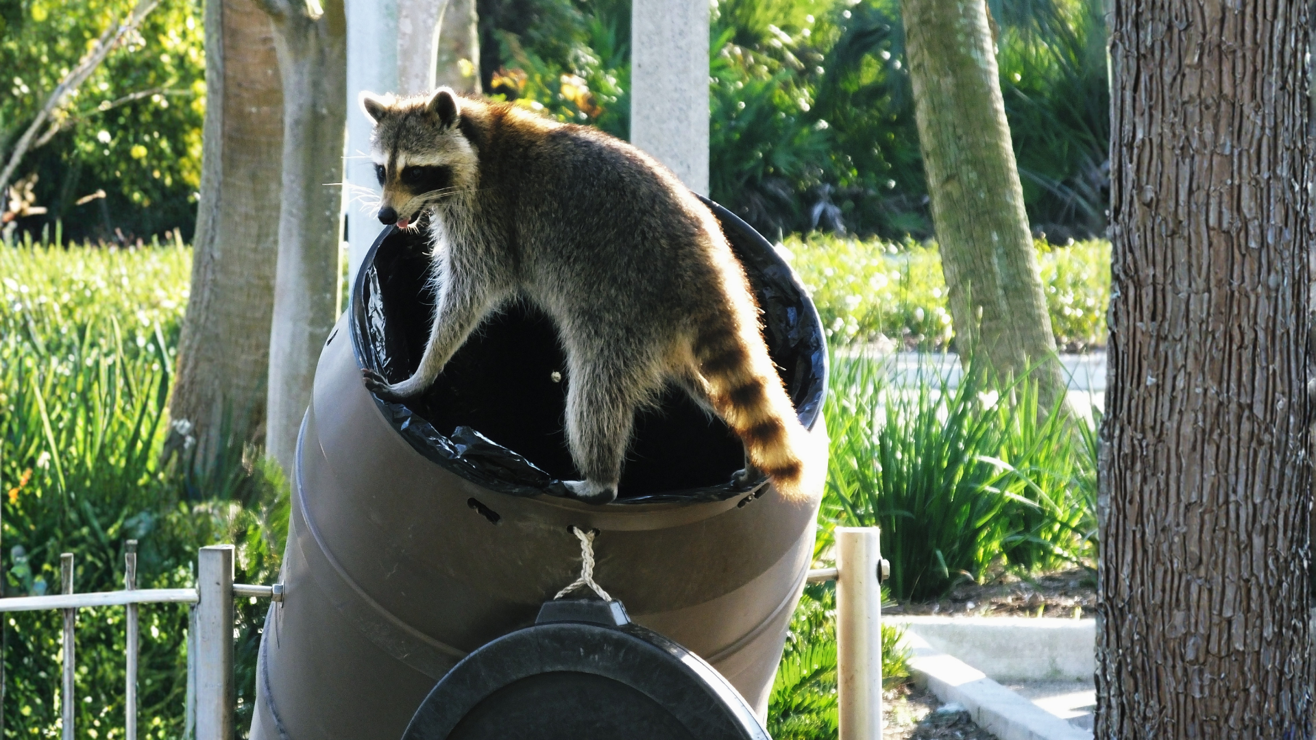 Raccoon inside a tipped-over trash can, looking down. Outdoors, sunny setting.