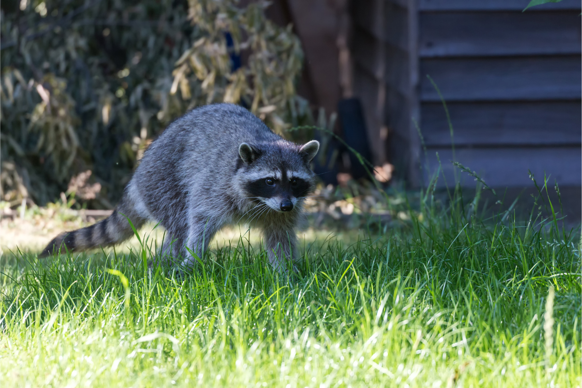 A raccoon is walking through the grass in a yard.