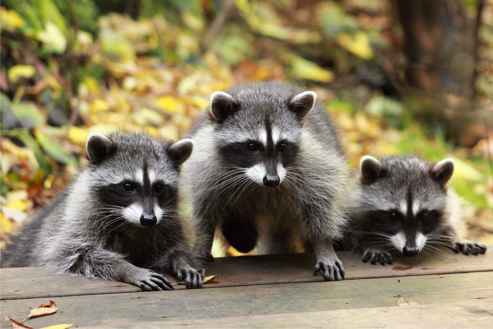 Three raccoons are standing next to each other on a wooden deck.